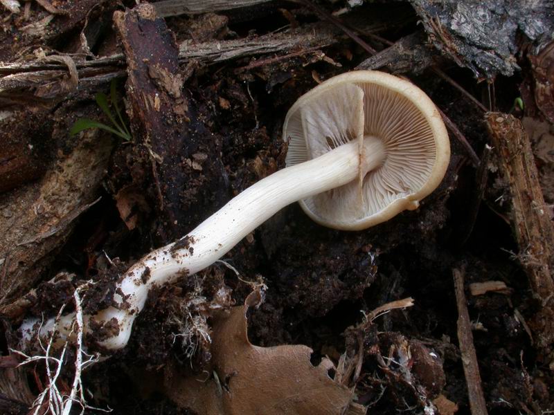 Agrocybe molesta